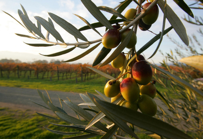 FILE - In this Nov. 30, 2004 file photo, Coratina olives hang from a tree at the Round Pound Estate with vineyards in the background in Rutherford, Calif. Olive oil production in the U.S. is steadily growing. The domestic industry, with mostly high-end specialty brands, has gone from 1 percent of the national olive oil market five years ago to 3 percent today. To know a good oil from another, simply take a small sip, then blowing out through your upper teeth. This is the test that tells. A tour of the processing rooms is interesting, and depending on the time of year, you can see how the olive oil is pressed. Adding to the stop at Round Pond, is a tour of their wine cellars and naturally a tasting. The family owned business is one of the newest estates to be developed. Officially arriving on the scene in 2007, this grow establishment is making a great reputation for itself. It is designed to produce wines that are a balanced blend of artisan techniques and cutting-edge technology. Hand-sorting twice and attention to details in the fermenting and aging process gives the wine at Round Pond its distinctive characters. width=